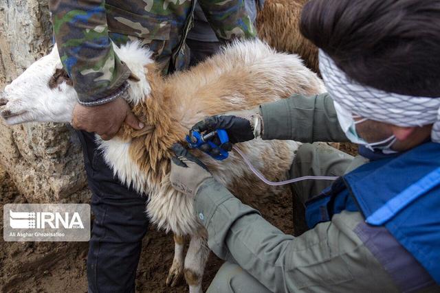 بیش از ۲۳۹ هزار راس دام در سقز علیه تب برفکی واکسینه شدند