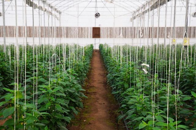 هشت طرح اولویتدار بخش کشاورزی لرستان بهره برداری شد