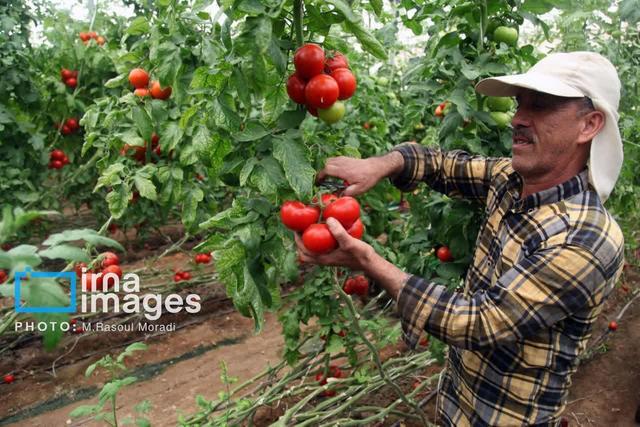 توسعه گلخانههای حاجیآباد هرمزگان؛ گام بلند برای رسیدن به افق ۳۵۰ هکتار