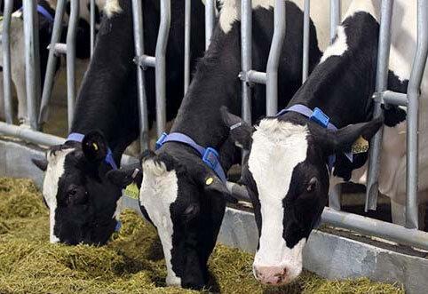 لغو «رکوردبرداری گاوهای شیری» برای مهار تب برفکی در همدان