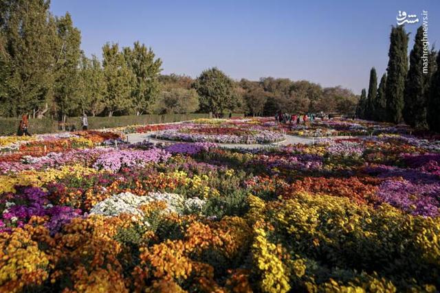 عکس/ جشنواره گلهای داوودی