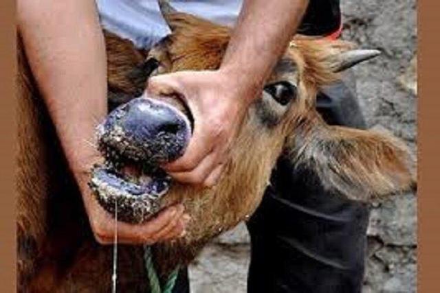 کنترل شیوع بیماری تب برفکی دام در فارس/ آلودگی در حیاتوحش و دام عشایر مشاهده نشده است