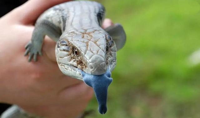 شگفتانگیزترین زبانها در دنیای حیوانات | عکس