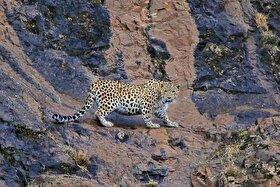 ویدئو| ثبت ۲ قلاده یوزپلنگ آسیایی در جوین خراسان رضوی