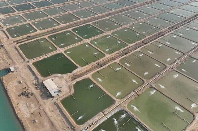 تشکیل کمیتههای استانی برای جهش صادرات آبزیان ضروری است