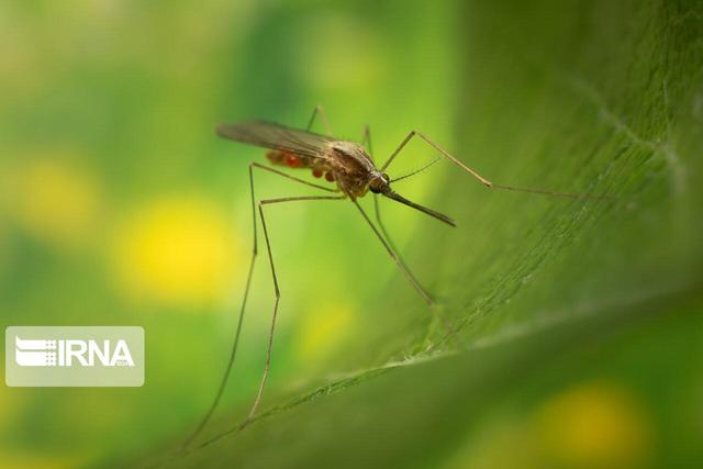 پوشش گسترده طرح مقابله با مالاریا در هرمزگان؛ بیش از ۲۶ هزار نفر غربالگری شدند