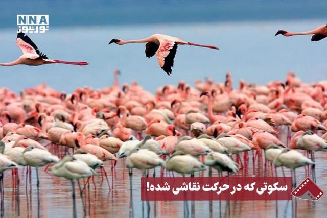 نورنما |سکوتی که در حرکت نقاشی شده!