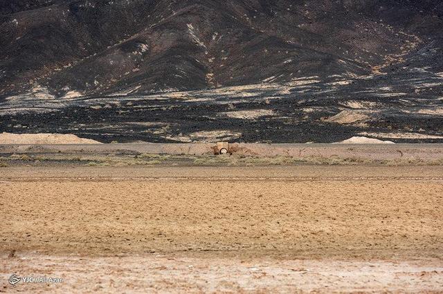نجات گاوخونی در شبهای بخارا