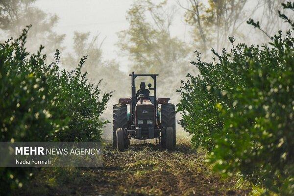خداوردی : زنجان در صدر تنوع فعالیتهای کشاورزی است