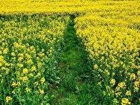 پایین بودن سبزینگی مزارع کلزا در گلوگاه