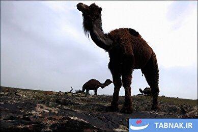 عکس: شترداری در مغان