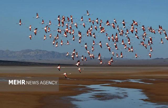 بالهای گمشده در کویر؛ پرندگان مهاجر زایندهرود را فراموش کردند