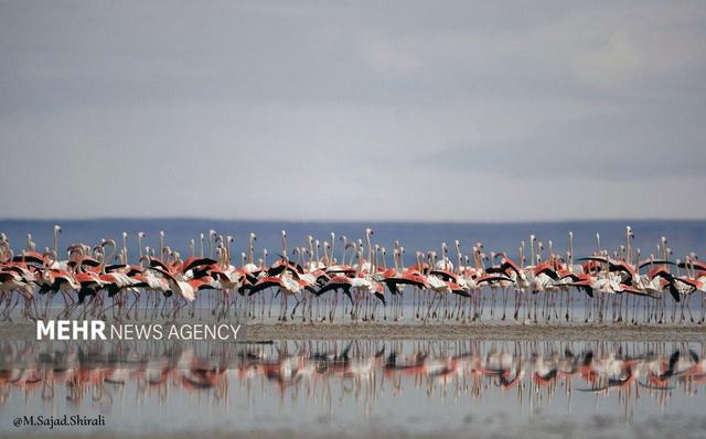 فلامینگوها در میانکاله
