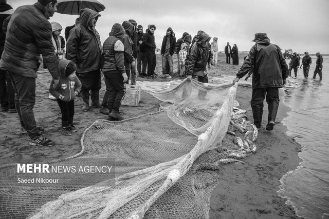 حسینزاده: ۳۵۰ تن ماهی استخوانی در مازندران صید شده است