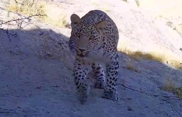 عکس/ بزرگترین پلنگ دنیا در ارتفاعات سالوک خراسان شمالی