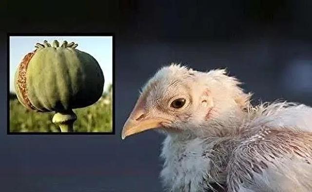 فیلم| عاقبت مرغهای تریاکی از زبان رئیس سازمان دامپزشکی