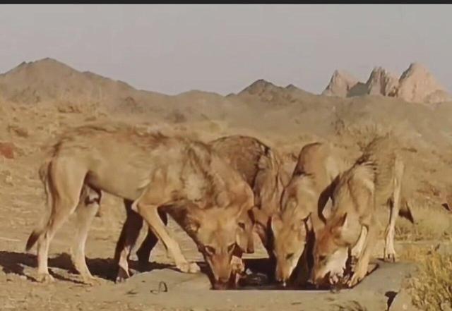 مشاهده ۵ قلاده گرگ خاکستری در منطقه جاشلوبار