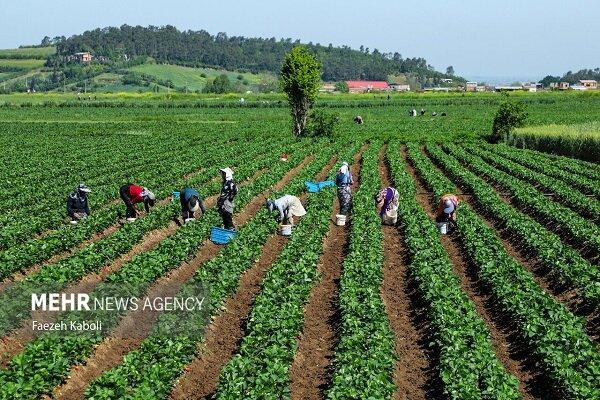 ۲۰ درصد شبکههای آبیاری تحت پوشش تحویل حجمی قرار دارند