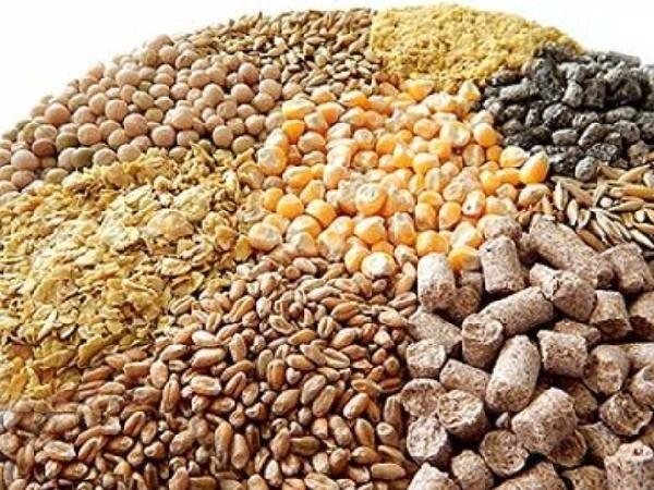 علت کمبود نهادههای دامی کدام است؟ مافیا یا سوءمدیریت