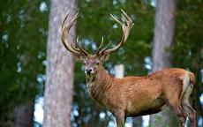 تصاویری از مرال یا گوزن قرمز در جنگلهای لنگرود (فیلم)