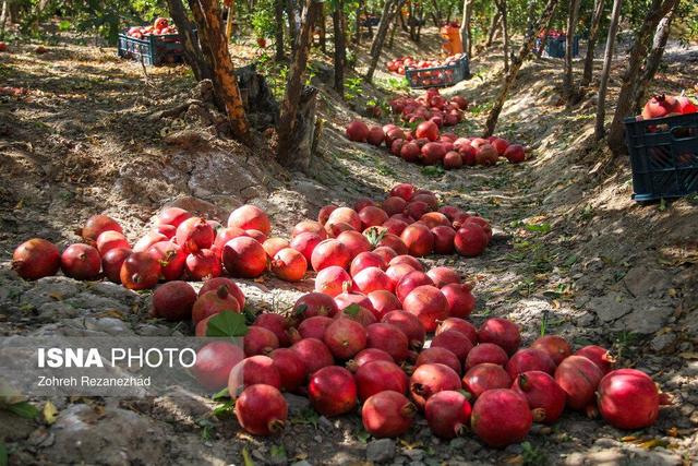 برداشت انار در منطقه «باغنو» بجستان - خراسان رضوی