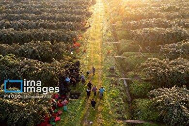 گزارش تصویری | برداشت کیوی