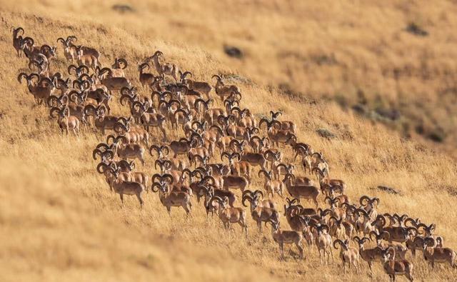 شاخ به شاخ بالای کوه؛ شکار اوریالها توسط دوربین | ویدئو