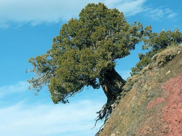 احوال ناخوش جنگلهای اُرس خراسان شمالی