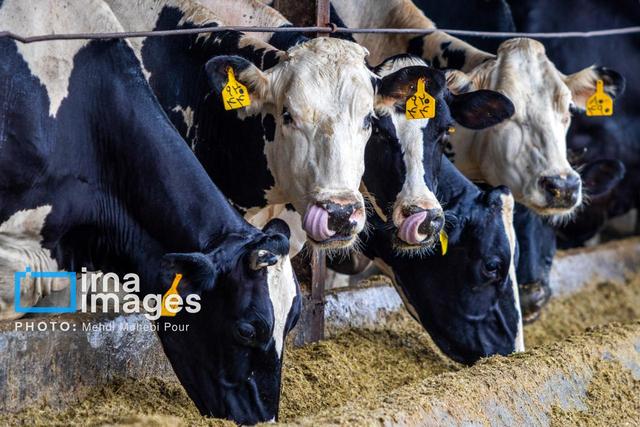 گام جدید هرمزگان در بهبود تولیدات دامی با تلقیح مصنوعی ۲۱۰ گاو و درمان هورمونی ۱۰۰ بز