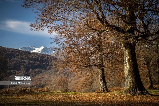 خشکسالی، قهرِ باران و حضور مسافران؛ مثلث خطرناک برای نابودی هیرکانی