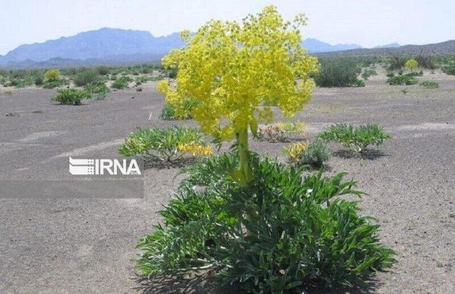 ۱۸۰ هکتار مراتع بجنورد برای توسعه گیاه دارویی باریجه احیا شد