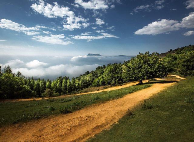 گنجینه های سبز ایران | چند پهنه جنگلی در کشور وجود دارد؟