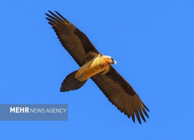 شکار لحظههای ناب؛ نمایش پرواز هما در خوشییلاق شاهرود