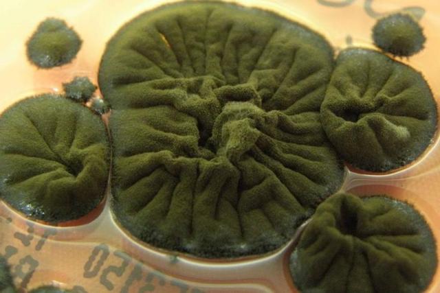 پاکسازی محیطهای رادیواکتیو با قارچ مرموز چرنوبیل