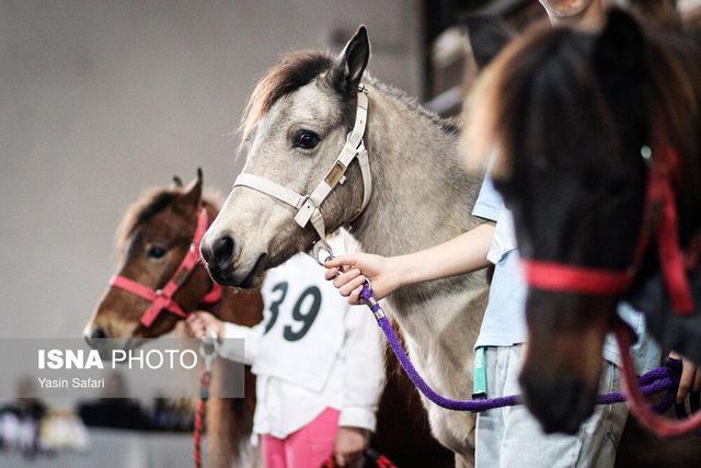 جشنواره زیبایی اسب کاسپین در انزلی