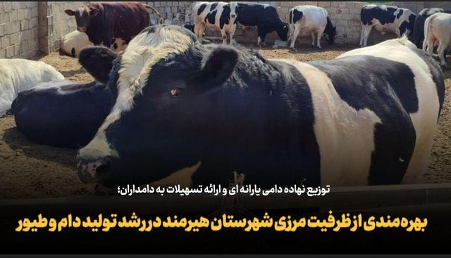 فیلم| بهرهمندی از ظرفیت مرزی شهرستان هیرمند در رشد تولید دام و طیور