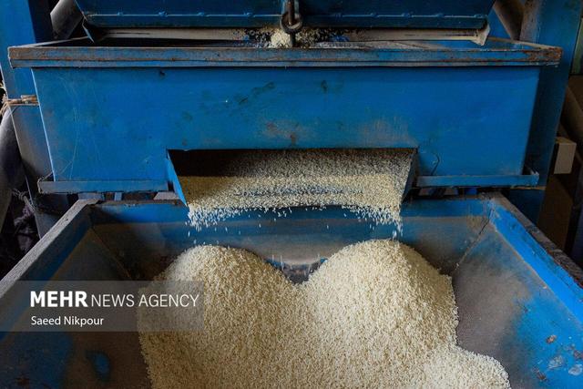 حسینی: ارقام جدید برنج کشور سازگار با تغییرات اقلیمی است