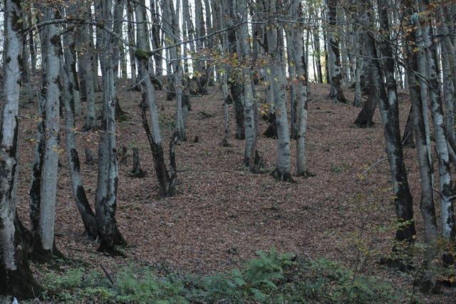 فیلم / طبیعت پاییزی گردنه خلخال - اسالم