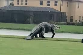 تمساح برای گردش خیابانهای فلوریدا را قفل کرد +ویدیو