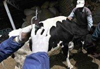 ادامه واکسیناسیون علیه تب برفکی در استان زنجان