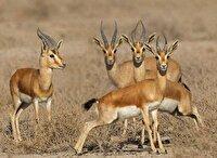 کشف لاشه سه رأس آهو در پناهگاه حیات وحش شیراحمد سبزوار