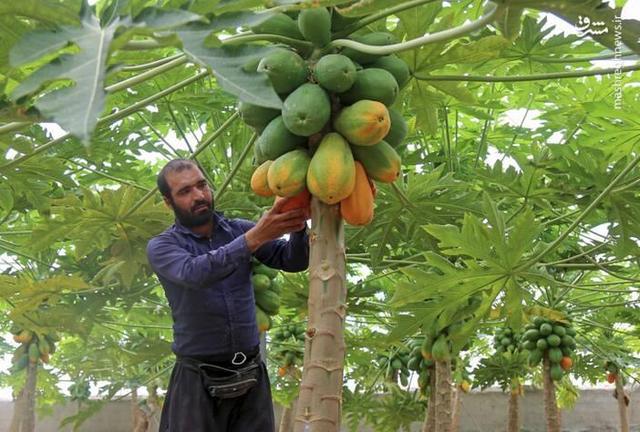 عکس/ مزرعه "پاپایا" در خراسان شمالی
