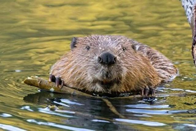 آیا انسانها ذاتاً وفادارند؟ پاسخ علم به معمای تکهمسری / انسانها رتبه چندم را در وفاداری بین پستانداران دارند