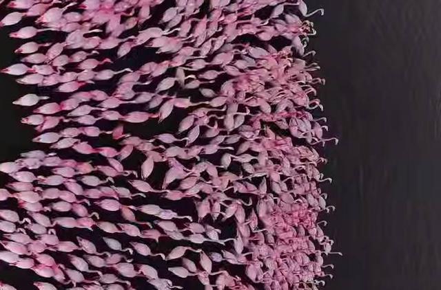 فیلم/ فلامینگوهای مهاجر در تالاب میانکاله