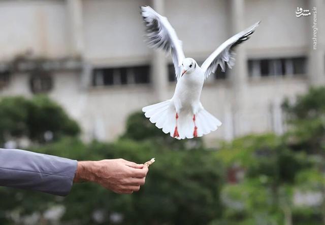 عکس/ "کاکایی" مهمان چشمه کیله تنکابن