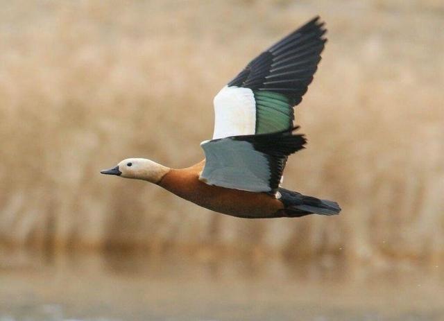 آغاز زمستان با پرواز آنقوتها / نخستین مهمانان سیبری بر تالاب سولدوز نشستند