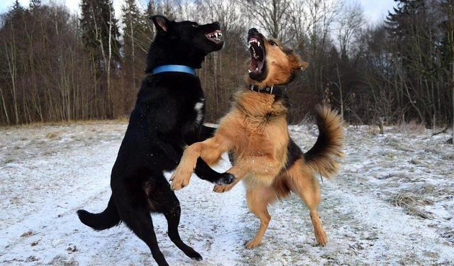 لحظه هولناک حمله سگهای ولگرد به دختربچه ایرانی و نجات لحظه آخری + ویدئو