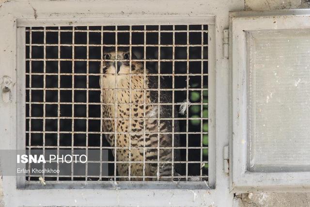 از یک کافیشاپ قدیمی تا کلینیک حیوانات؛ آخرین وضعیت کلینیک حیات وحش پردیسان