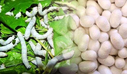 تولید نهال توت مورد نیاز نوغانداران کشور برای نخستینبار در خراسان شمالی