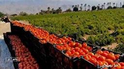 گوجههای نوبر استان بوشهر به بازار رسید + فیلم